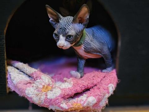 Chatons sphynx 1200 59400 Cambrai