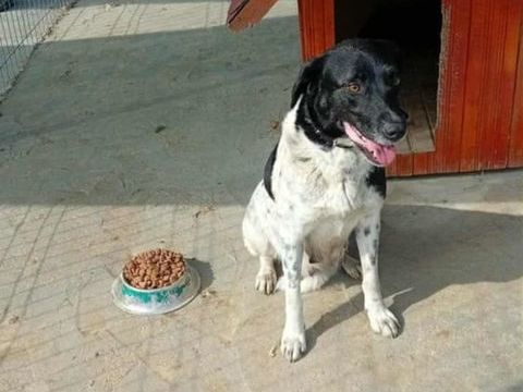 Tyssie chienne crois&eacute;e de 2 ans 280 49400 Saumur