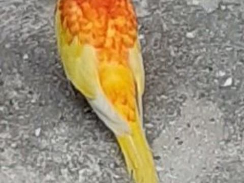 Perruches Splendides mutation 50 02270 Crcy-sur-serre