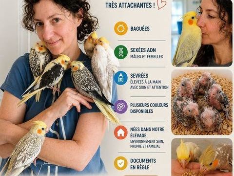 Calopsittes EAM Bagu&eacute;es, sex&eacute;es ADN, sevr&eacute;es 100 06500 Menton