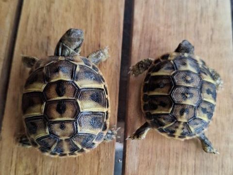 2Jeune tortue terrestre née cette année 2025 35 84000 Avignon