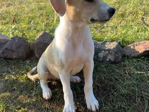 A L'ADOPTION TOBY SE TROUVE EN REFUGE MACEDOINE DU NORD 0 75018 Paris