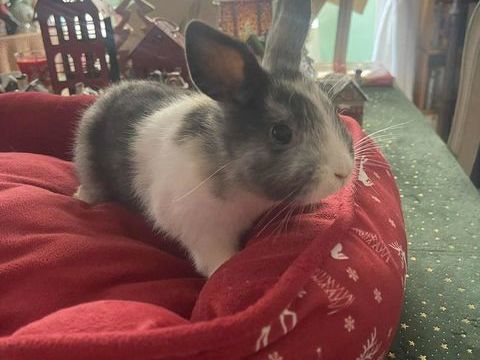 Lapins extras nains 50 83100 Toulon