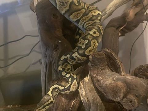  Python regius fire ball, Terrarium exoterra  90 x 60 x 45 t 100 59850 Nieppe