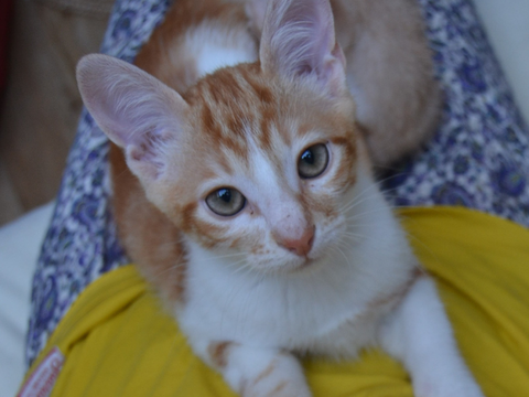 Tempeh 220 44000 Nantes