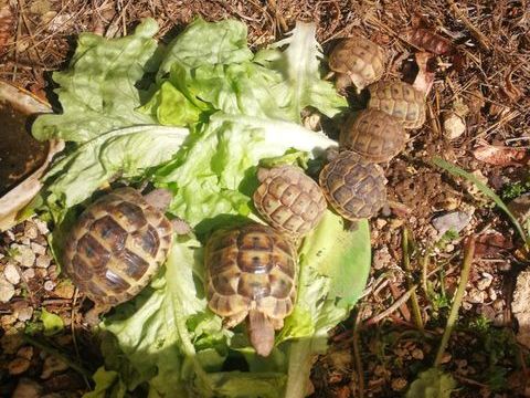 Bb tortues  50 30000 N�mes