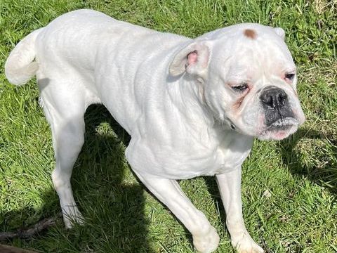 chien boxer 0 62560 Fauquembergues