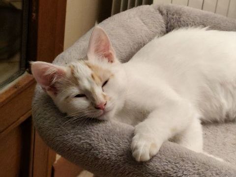 Cumin & Curry 230 69150 Dcines-charpieu