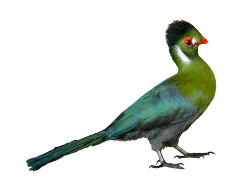 Touraco &agrave; joue blanche male
300 74100 Annemasse