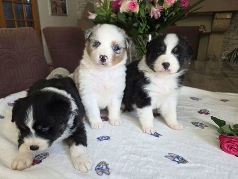 
Chiots bergers australiens 900 77120 Coulommiers