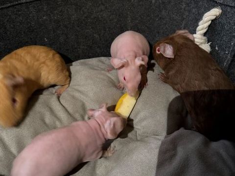 Cochon d'inde et skinny 35 79130 Secondigny