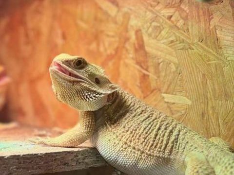 Pogona vitticeps 80 11120 Ginestas