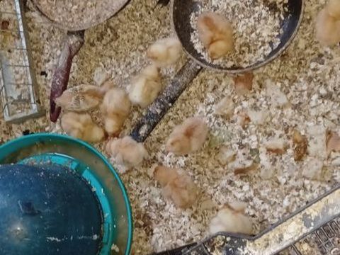 Poussins ? rousses et blanche 6 93800 �pinay-sur-seine