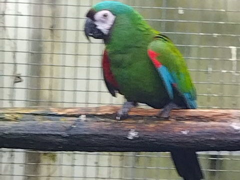 Perroquet Ara Severe 600 37000 Tours