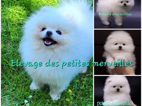 Magnifique spitz nain pomeranien LOF disponible pour saillie 500 45290 Ouzouer-des-champs