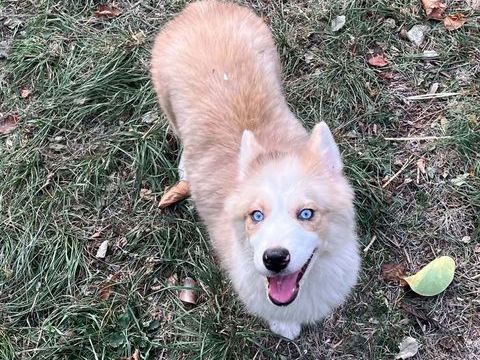 Femelle pomsky F3 800 24410 Festalemps
