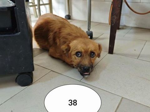 Liana à l'adoption 300 88000 Chantraine