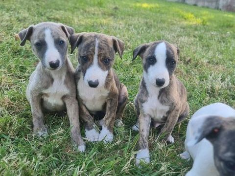 Chiots whippet LOF 1000 35150 Chanteloup