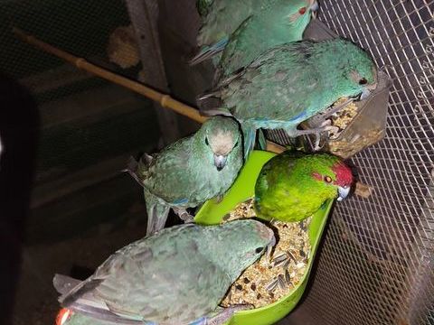 Kakariki 50 47360 Prayssas