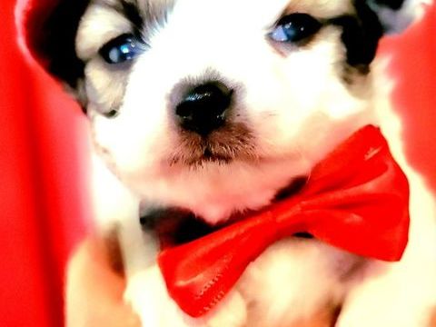 CHIHUAHUAS MINIATURES poils longs ou courts. 1200 33590 Saint-vivien-de-mdoc