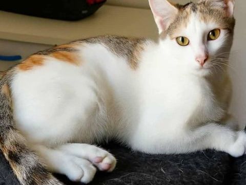 Amira à l'adoption 200 56390 Brandivy