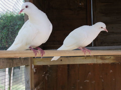 Couple de jeunes colombes blanches 20 65700 Lascaz�res