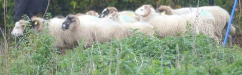 AGNEAUX 300 89140 Pont-sur-yonne