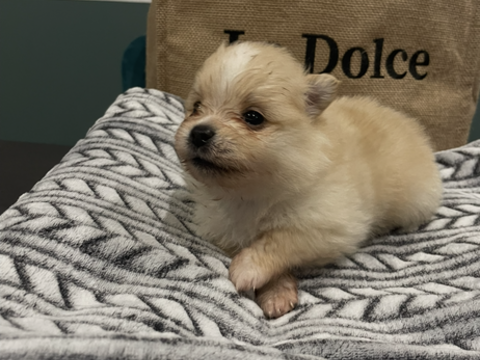 Chiot mâle spitz nain 1500 42123 Cordelle