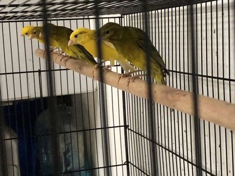 Canaris OZOS
De 2025 30 95380 Louvres