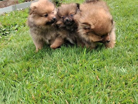 Chiot spitz 1300 76110 Grainville-ymauville