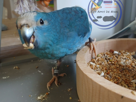 Perruche Kakariki 0 62950 Noyelles-godault