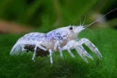 Ecrevisse CPO 6 13090 Aix-en-provence