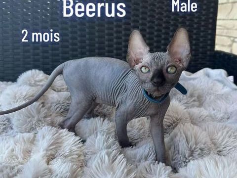 3 Chaton sphynx m&acirc;le femelle 0 93110 Rosny-sous-bois