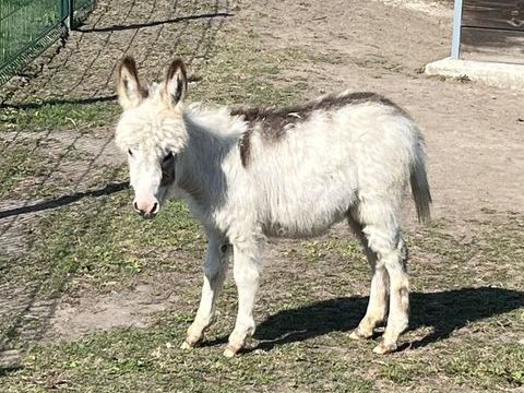 Anon miniature 1700 59148 Flines-lez-raches