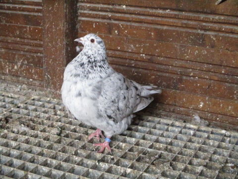 echange male de texan bague 1 60170 Dreslincourt