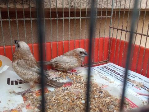 Moineau du japon 10 44460 Fgrac