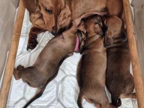 Teckel standard poil ras 1800 37530 Cangey