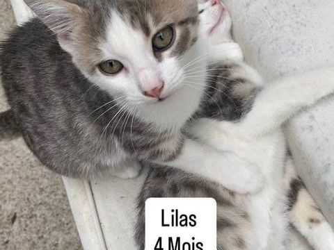 Chat LILAS &agrave; l adoption 120 84290 Cairanne