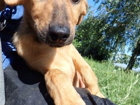 Rizzo à l'adoption 320 74000 Annecy