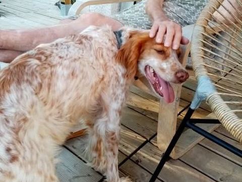 Chien JULIE à l adoption 80 07400 Le teil