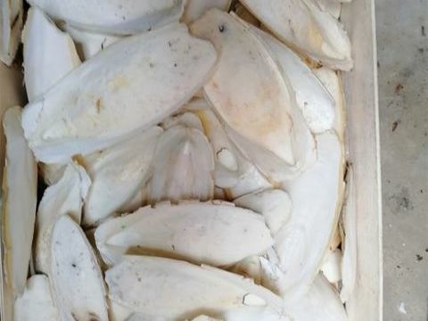 OS de Seiche pour oiseaux volaille reptile tortue
5 59287 Guesnain