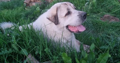 Berger d'Asie centrale,  adulte, bon gardien 280 40240 Saint-julien-d'armagnac