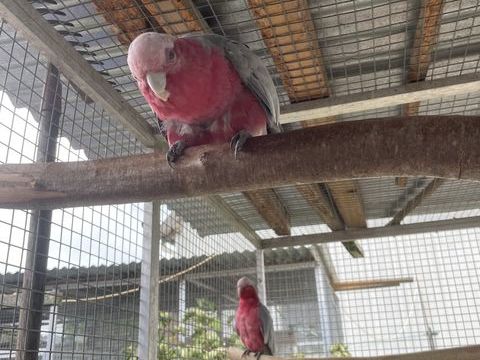 Couple Cacatoes Rosalbin
1300 68700 Aspach-le-haut