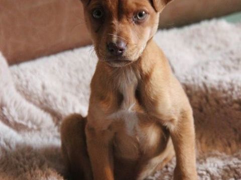 JI WOO, adorable chiot croisée Braque Allemand à adopter via l'association UMA 300 29540 Spzet