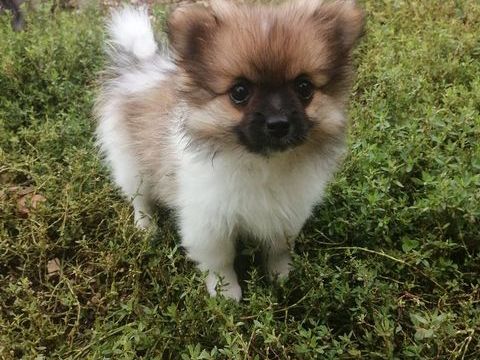 Spitz chiot femelle 900 12200 Villefranche-de-rouergue