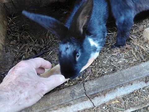 lapins de ferme 1 73540 La bthie