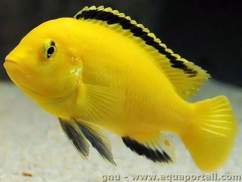 Labidochromis de toutes tailles 3 89100 Sens