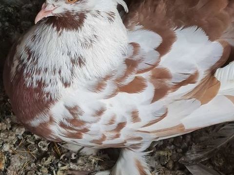 lot pigeons paons indiens 20 34450 Vias