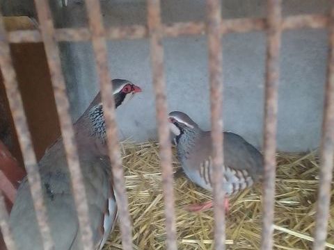 Oeufs de faisan et perdrix 2 86100 Ch�tellerault