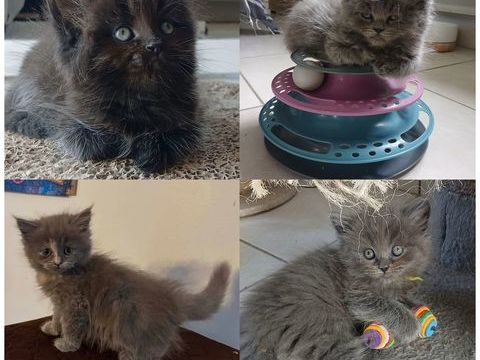 4 chatons maines coon crois&eacute;s persan (3 males et 1 femelle) 700 61200 Sarceaux